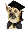 Raves for Maddie's Shelter Medicine Elective Course